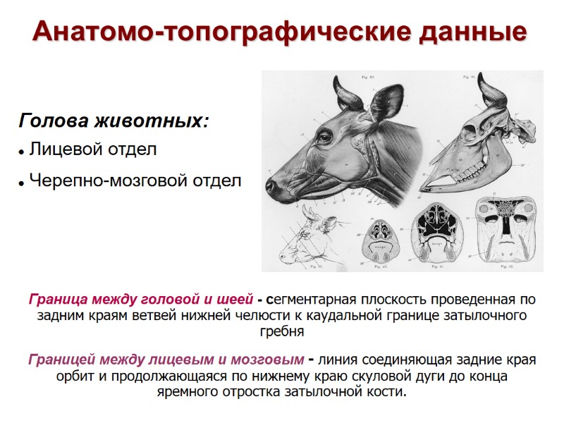 Анатомо-топографические данные Голова животных: Лицевой отдел Черепно-мозговой отдел Граница между головой и Анатомо-топографические данные Голова животных: Лицевой отдел Черепно-мозговой отдел Граница между головой и